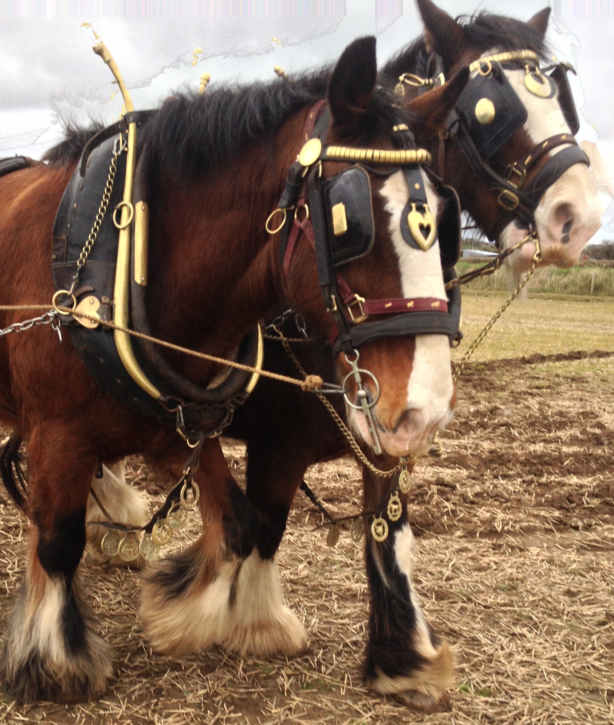 two-clydesdale-horses-in-full-ploughing-harness